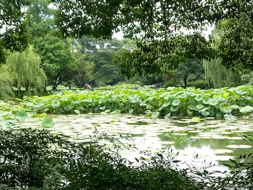 七月九日 全球最大博彩公司排名
 走西湖-关注西湖十景垃圾分类问题小分队 曲院风荷实景