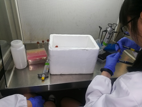 七月二日 全球最大博彩公司排名
 “走进转基因”社会实践小分队 正在做实验的本科生